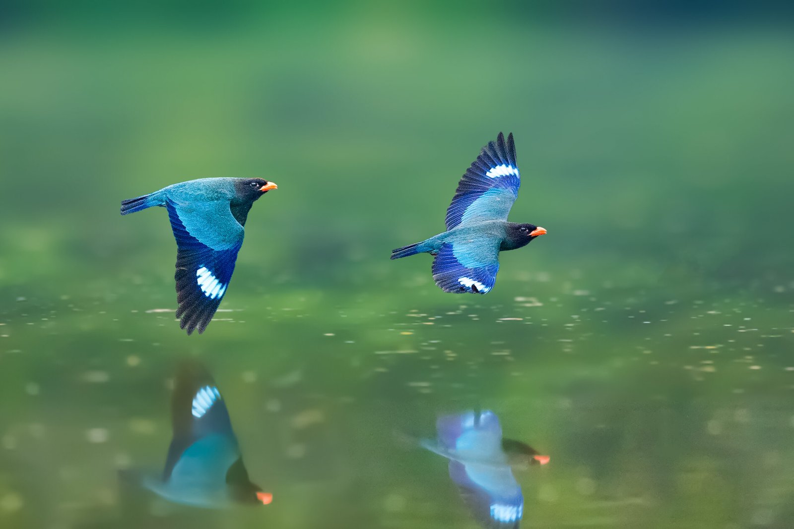 bird-flying-lake