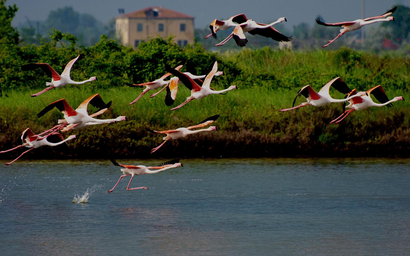 birds-flying-lake